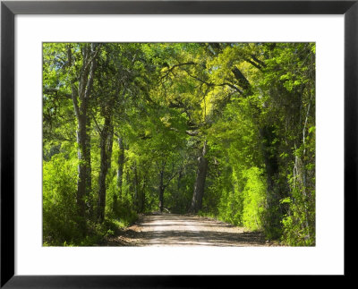 Dirt Roadway Overhanging With Greens Of Oak Trees Near Independence, Texas, Usa by Darrell Gulin Pricing Limited Edition Print image