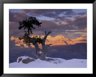 Lone Juniper On South Rim, Grand Canyon National Park, Arizona, Usa by Darrell Gulin Pricing Limited Edition Print image