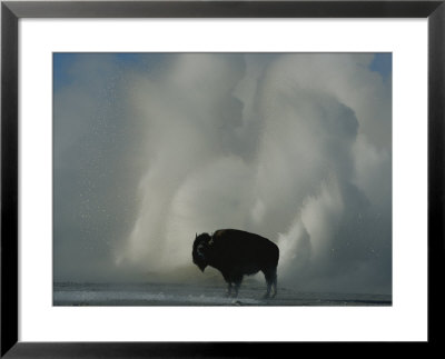 American Bison Silhouetted Against Geyser Steam by Norbert Rosing Pricing Limited Edition Print image