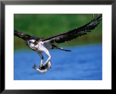 European Osprey (Pandion Haliaetus) With Fish, Finland by David Tipling Pricing Limited Edition Print image