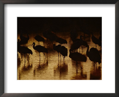 Whooping Cranes Silhouetted As They Wade Through The Water by Joel Sartore Pricing Limited Edition Print image