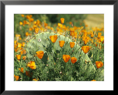 California Poppies Surround A Prickly Pear Cactus by Rich Reid Pricing Limited Edition Print image