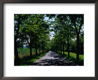 Tree-Lined Country Road In Klodzko Valley, Silesia, Klodzko, Dolnoslaskie, Poland by Krzysztof Dydynski Pricing Limited Edition Print image