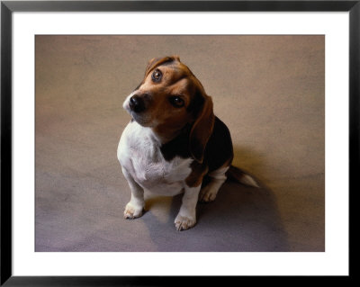 Beagle With Head Tilted by David Bitters Pricing Limited Edition Print image