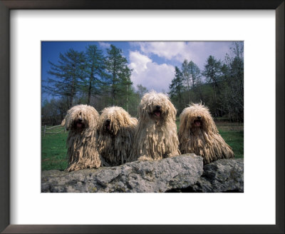 Domestic Dogs, Four Pulik / Hungarian Water Dogs Sitting Together On A Rock by Adriano Bacchella Pricing Limited Edition Print image