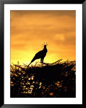 Silhouetted Secretary Bird by Beverly Joubert Pricing Limited Edition Print image