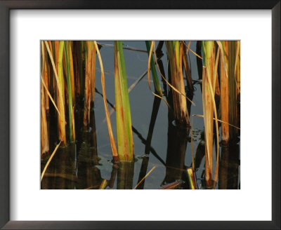 Aquatic Grass Emerges From A Pond At The Chicago Botanic Garden by Paul Damien Pricing Limited Edition Print image