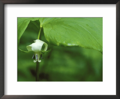 Close-Up Of Nodding Trillium Flower Beneath Leaf In Springtime, Michigan, Usa by Mark Carlson Pricing Limited Edition Print image