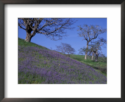 Lupine And Oak Trees, Redwood National Park, California, Usa by Jamie & Judy Wild Pricing Limited Edition Print image