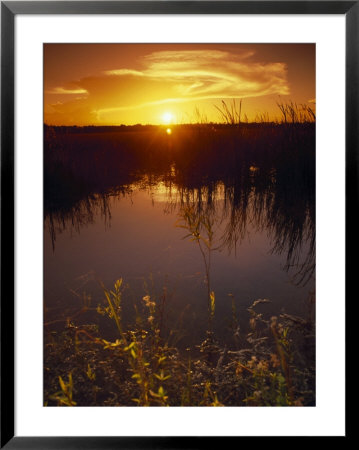 Everglades National Park, Fl by Angelo Cavalli Pricing Limited Edition Print image
