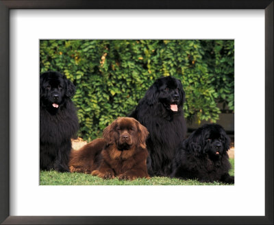 Domestic Dogs, Four Newfoundland Dogs Resting On Grass by Adriano Bacchella Pricing Limited Edition Print image