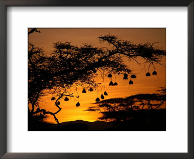 Nests Of Spectacled Weaver Hanging From Acacia Trees, Buffalo Springs National Reserve, Kenya by Mitch Reardon Pricing Limited Edition Print image