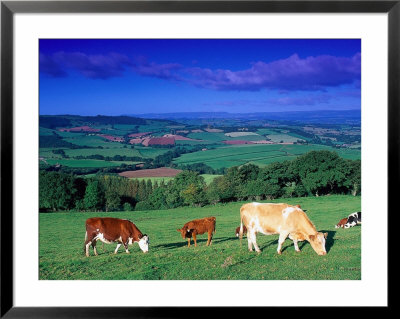 Cows In The Valley, South Wales by Peter Adams Pricing Limited Edition Print image
