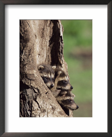 Raccoons (Racoons) (Procyon Lotor), 41 Day Old Young In Captivity, Sandstone, Minnesota, Usa by James Hager Pricing Limited Edition Print image