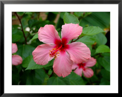 Pink Hibiscus Flower by Lisa S. Engelbrecht Pricing Limited Edition Print image