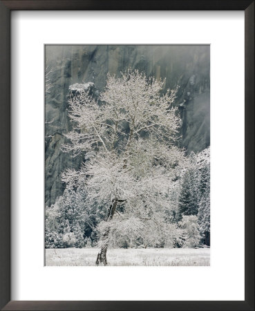 A Black Oak Tree Covered In Frost by Marc Moritsch Pricing Limited Edition Print image