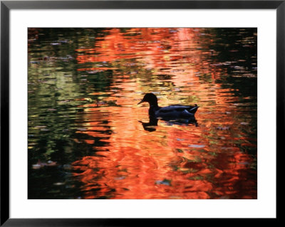 Duck On Water On Reflecting Light At Sunset by Paul Katz Pricing Limited Edition Print image
