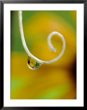 Rain Drop With Flower Reflected by Nancy Rotenberg Pricing Limited Edition Print image