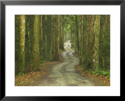 Road Through Misty Rainforest, Lamington National Park, Queensland, Australia by David Wall Pricing Limited Edition Print image