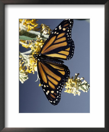 Monarch Butterfly On Butterfly Bush, Florida by Priscilla Connell Pricing Limited Edition Print image