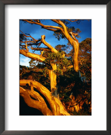 Sunset On Snow Gums Below Mt. Feathertop, Alpine National Park, Australia by Richard Nebesky Pricing Limited Edition Print image