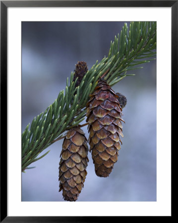 Spruce Cones On A Single Branch, Near Ouray, Colorado, United States Of America, North America by James Hager Pricing Limited Edition Print image