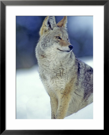 Coyote In Yellowstone National Park, Montana, Usa by Chuck Haney Pricing Limited Edition Print image