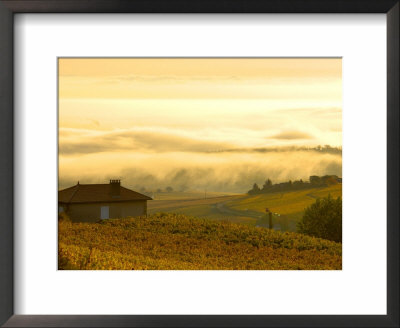 Autumn Morning Fog In Pouilly-Fuisse Vineyards, France by Lisa S. Engelbrecht Pricing Limited Edition Print image