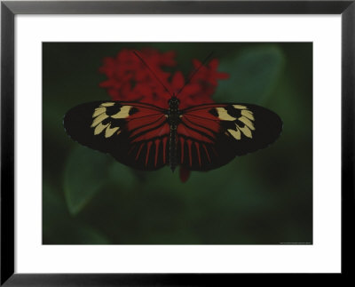 A Close View Of A Red And White Butterfly On A Red Flower by Raul Touzon Pricing Limited Edition Print image