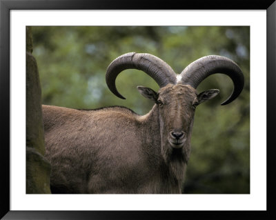 The Impressive Curled Horns Of A Barbary Sheep, Also Known As Mouflon, Australia by Jason Edwards Pricing Limited Edition Print image