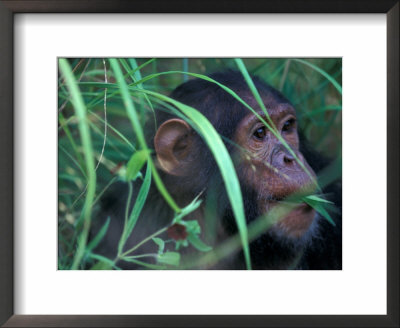 Female Chimpanzee Rolls The Leaves Of A Plant, Gombe National Park, Tanzania by Kristin Mosher Pricing Limited Edition Print image
