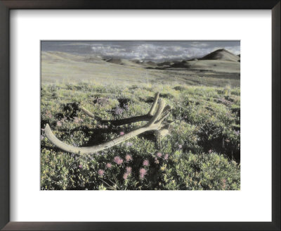 Caribou Antlers Lie In A Grassland In The Arctic National Wildlife Refuge by Annie Griffiths Belt Pricing Limited Edition Print image