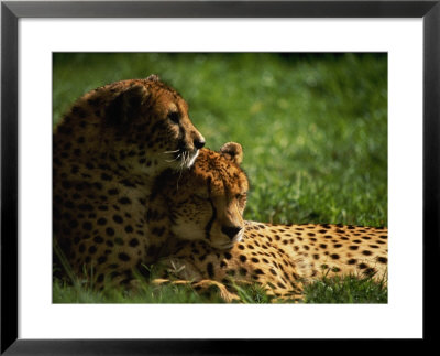 Cheetahs by Mitch Diamond Pricing Limited Edition Print image