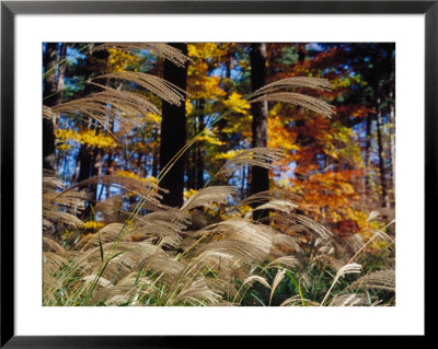 Wind Blow, Autumn Tall Grass by Bruce Clarke Pricing Limited Edition Print image