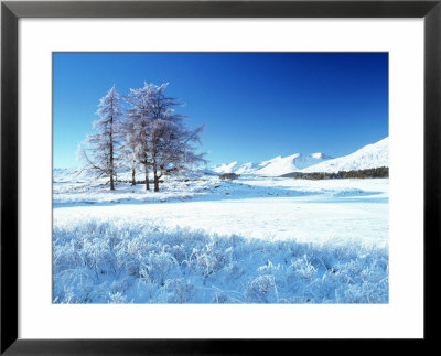 Winter Tree, Rannoch, Scotland, Uk by Peter Adams Pricing Limited Edition Print image