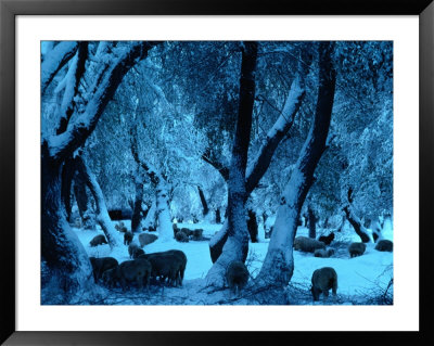 Winter Scene In A Forest On Mt. Tian Shan, Xinjiang, China by Keren Su Pricing Limited Edition Print image