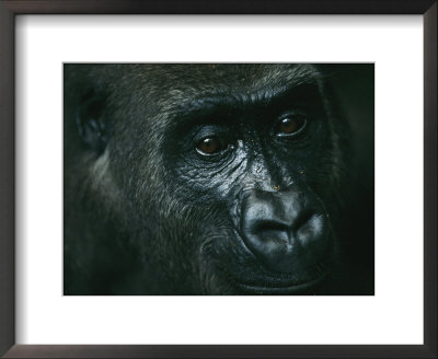 Portrait Of A Gorilla by Michael Nichols Pricing Limited Edition Print image