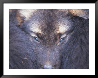 Furry Creature by Robert Ginn Pricing Limited Edition Print image
