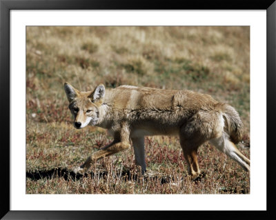Coyote (Canis Latrans), Rocky Mountain National Park, Colorado by James Hager Pricing Limited Edition Print image