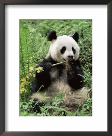 Giant Panda, Wolong Nr, Qionglai Mts, Sichuan, China by Lynn M. Stone Pricing Limited Edition Print image