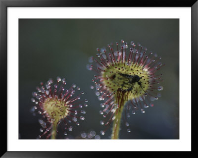 A Dead Mosquito Rests On An Insectivorous Round-Leaved Sundew by Joel Sartore Pricing Limited Edition Print image