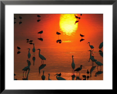 Silhouetted Wading Birds Feed In The Orange Sunset, Bombay Hook, Delaware by George Grall Pricing Limited Edition Print image