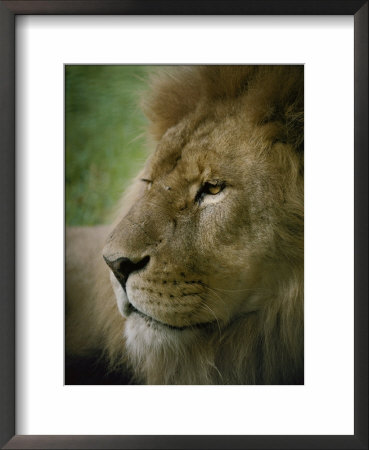 Close View Of A Lion by Jason Edwards Pricing Limited Edition Print image