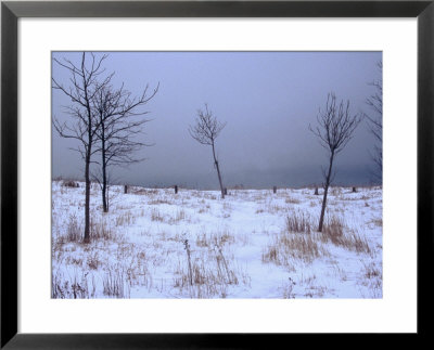 Snow On Scarborough Bluffs, Toronto, Canada by Corey Wise Pricing Limited Edition Print image