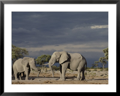 Two African Elephant Bulls Under A Stormy Sky by Beverly Joubert Pricing Limited Edition Print image