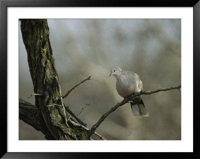 Collared Turtle Dove Perched On A Tree Limb by Klaus Nigge Pricing Limited Edition Print image