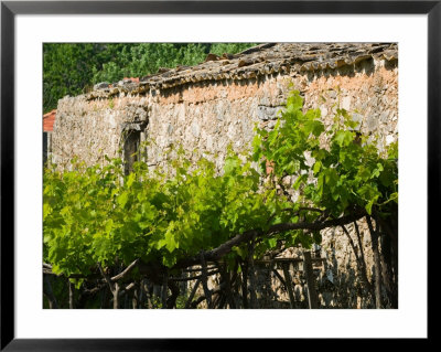 Vineyard Detail, Assos, Kefalonia, Ionian Islands, Greece by Walter Bibikow Pricing Limited Edition Print image