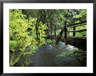 Sol Duc Creek In Old-Growth Rainforest, Olympic National Park, Washington, Usa by Stuart Westmoreland Pricing Limited Edition Print image
