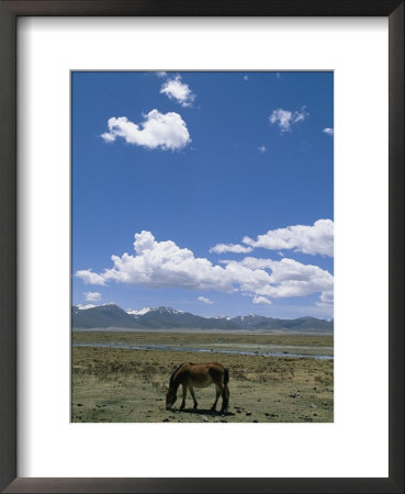 A Horse Grazes Near Litang In The Peoples Republic Of China by David Edwards Pricing Limited Edition Print image