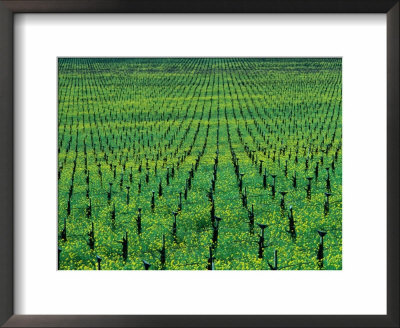 Vineyard With Mustard Flowers Near Yountville, Napa Valley, California, Usa by Roberto Gerometta Pricing Limited Edition Print image
